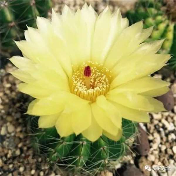 Cactus