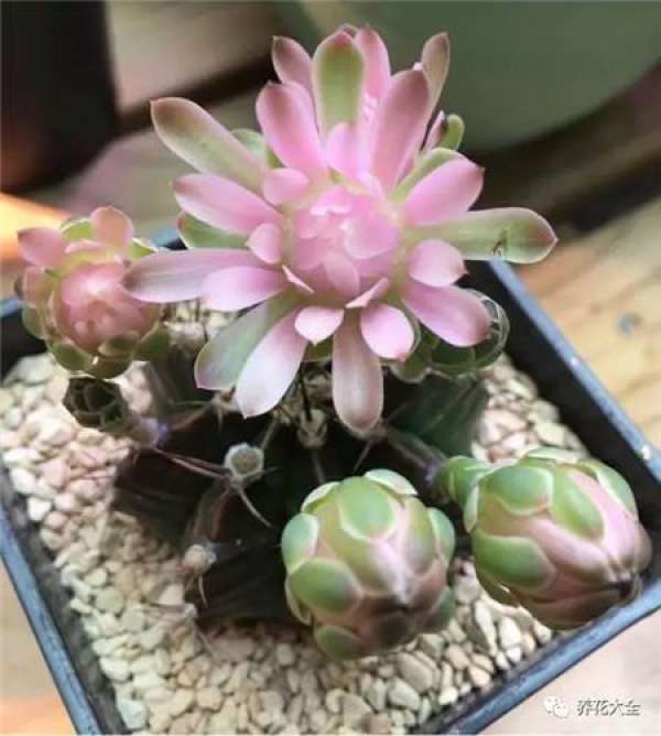 Cactus
