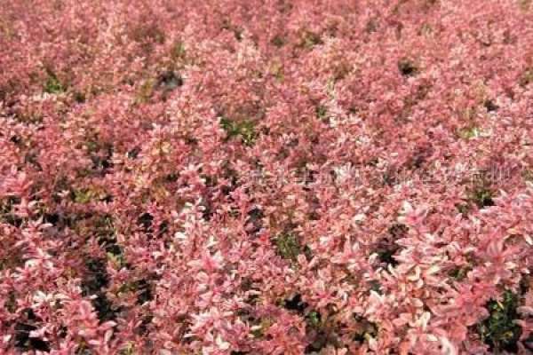 Clown Pyracantha