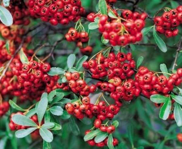 Pyracantha