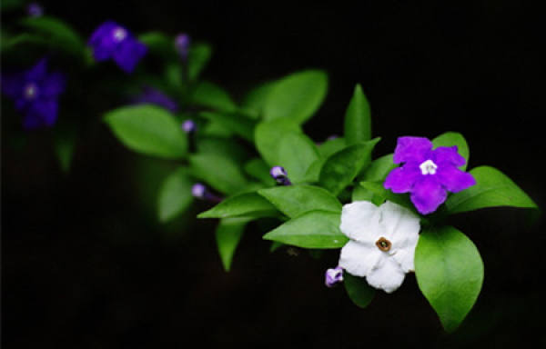 How to water bicolor jasmine