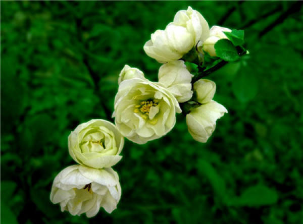 complete collection of crabapple