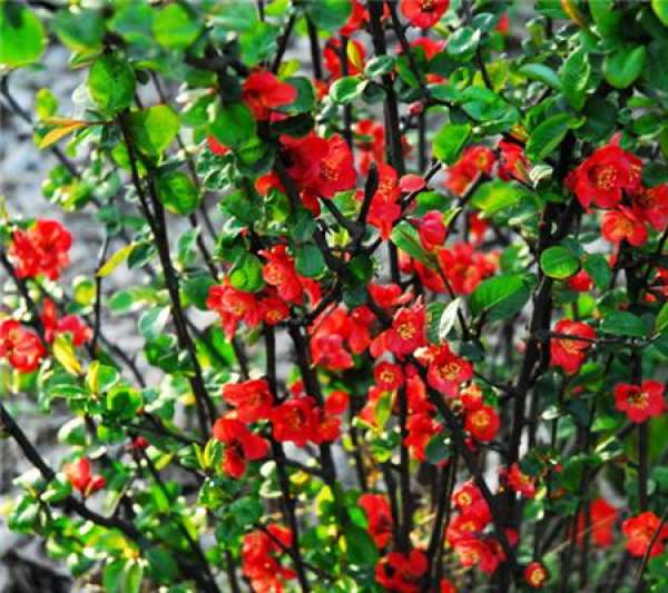 complete collection of crabapple