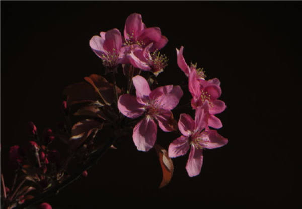 Purple leaf dwarf cherry soil