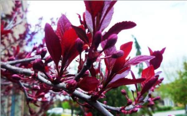 Pruning and pruning of Prunus cerasoides