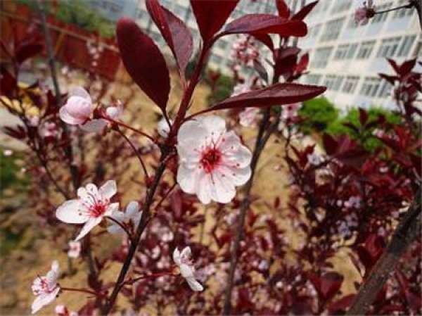 Pruning time of Prunus cerasoides