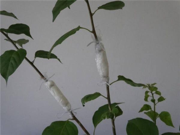 Pruning time of Prunus cerasoides