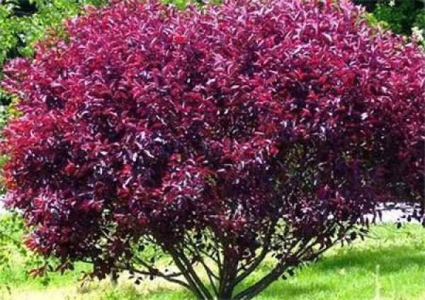 Pruning time of Prunus cerasoides