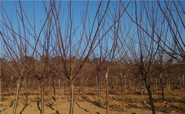 Purple-leaf dwarf cherry transplanting