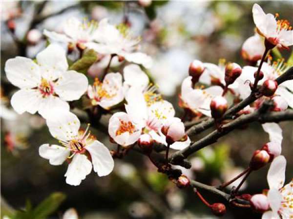 Purple Leaf Plum Tree High