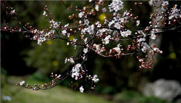 height of purple leaf plum tree