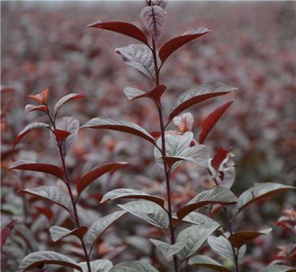 Purple-leaf plum-leaf
