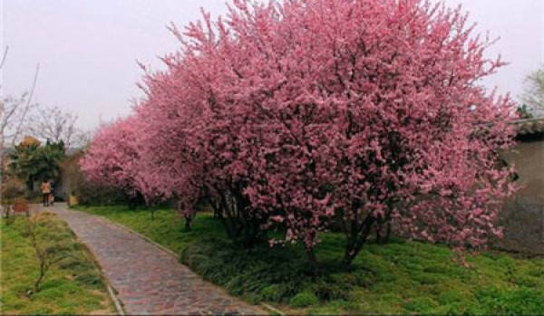 Purple Leaf Plum Tree High