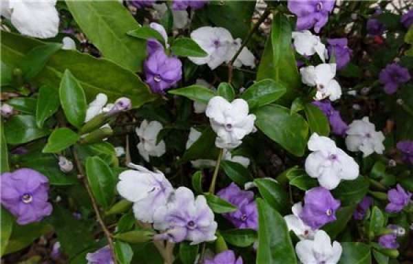 suitable light for jasmine in winter