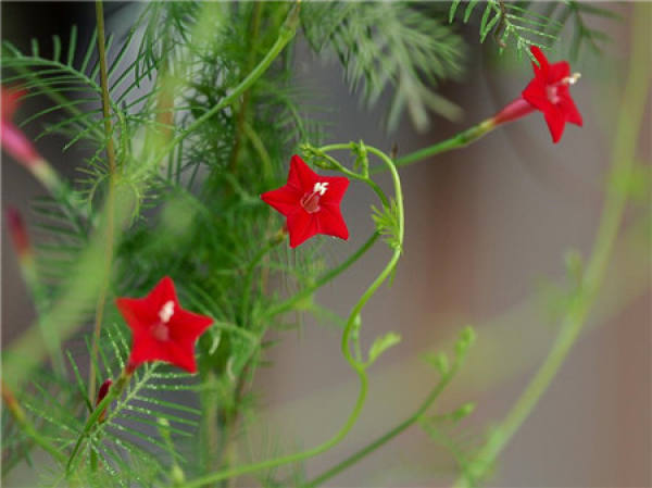 caraway