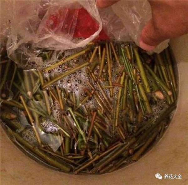 Cut the willow