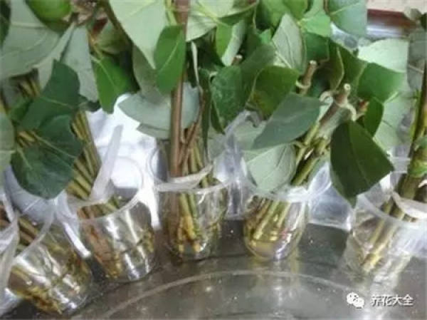 Used in cuttings