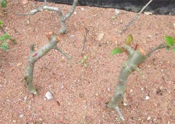 Prunus cerasifera cutting substrates