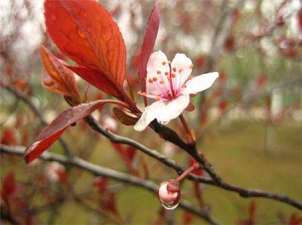 Prunus cerasifera cutting substrates