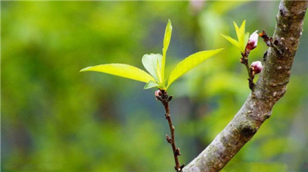 Prunus cerasifera cutting substrates