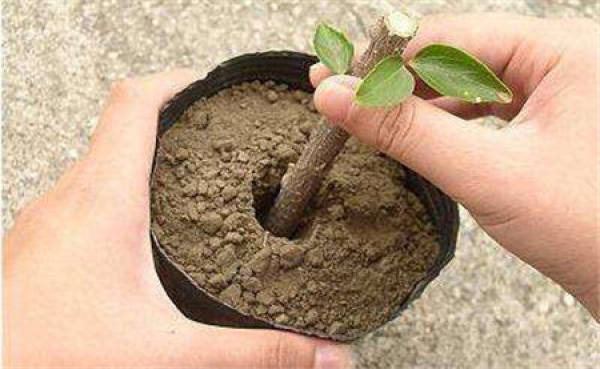 Cuttage of Prunus pseudocerasus var.purpurea