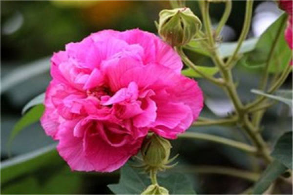 Pruning time of cotton hibiscus flower