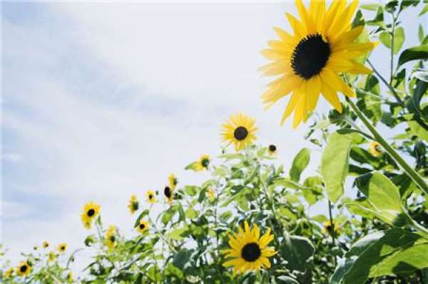 When does the sunflower bloom?