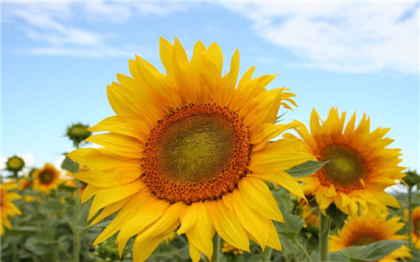 When does the sunflower bloom?