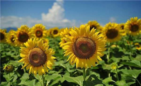When does the sunflower bloom?