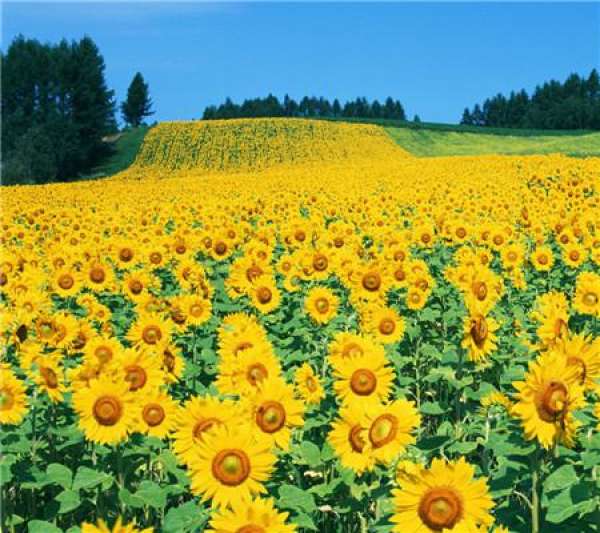 When does the sunflower bloom?