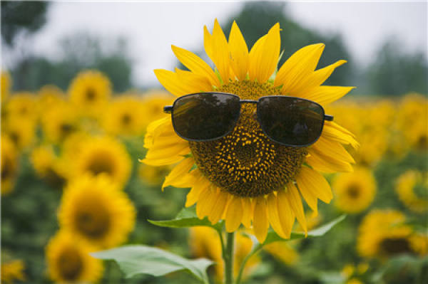 Appreciation of Sunflower Blossom Picture