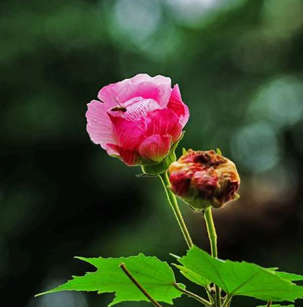 Pruning and Maintenance of Hibiscus mutabilis