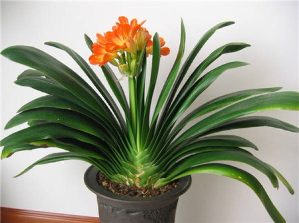 The flowerpot of Clivia is not good.