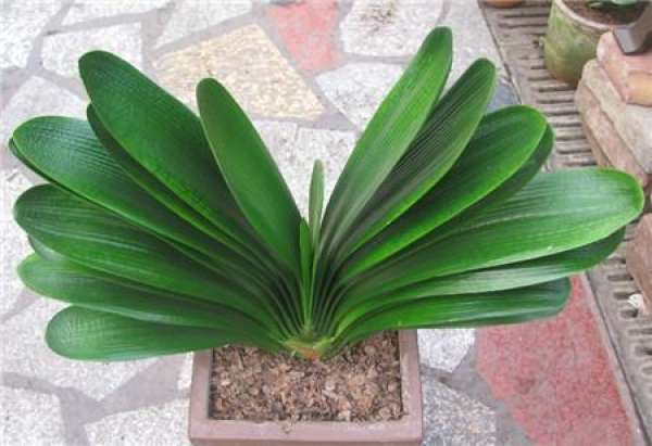 The flowerpot of Clivia is not good.