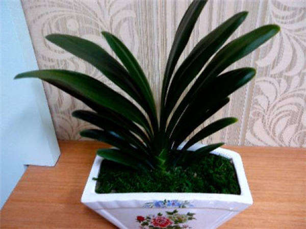 Clivia may be a seed plant.