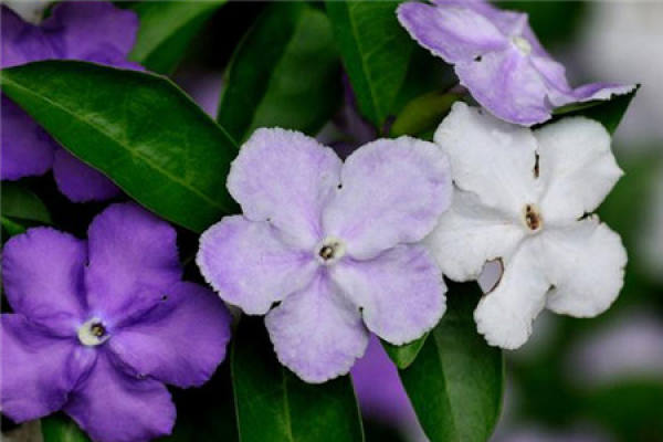 When does the bicolor jasmine bloom?