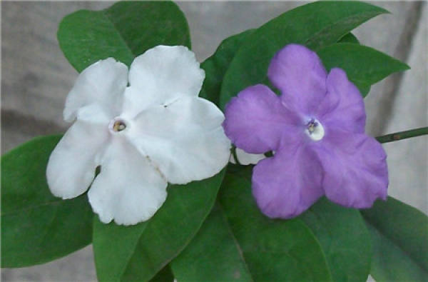 When does the bicolor jasmine bloom?