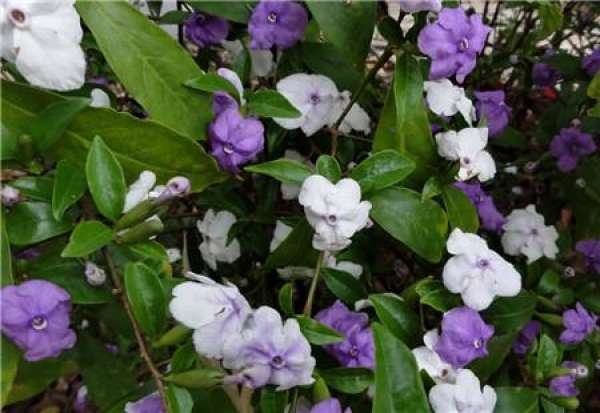 When does the bicolor jasmine bloom?