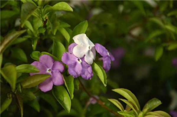 When does the bicolor jasmine bloom?
