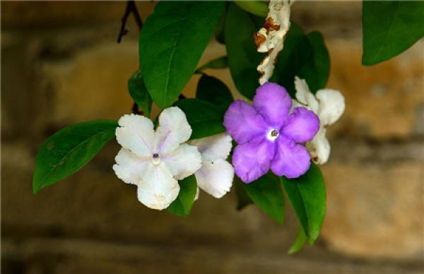 When does the bicolor jasmine bloom?