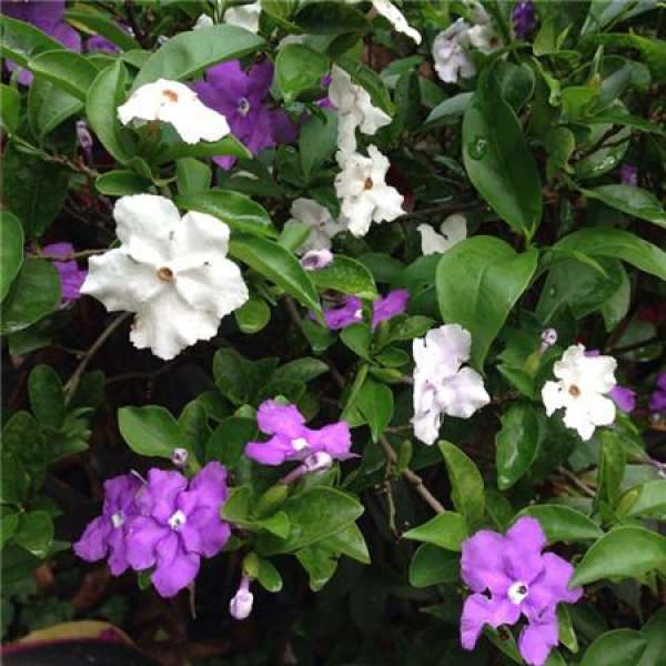 When does the bicolor jasmine bloom?