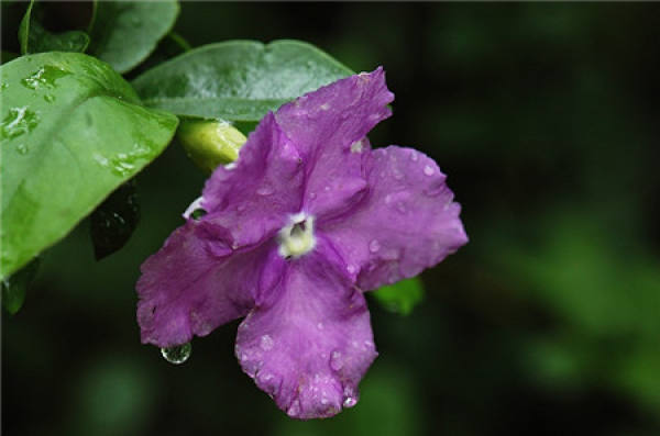 Double color jasmine blooms the picture to enjoy
