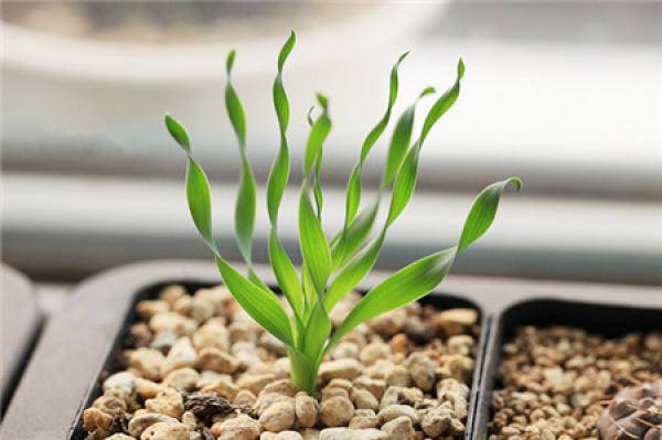 Flowering and Maintenance of Spring Grass