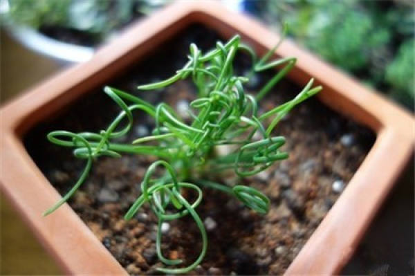 Characteristics of Spring Grass
