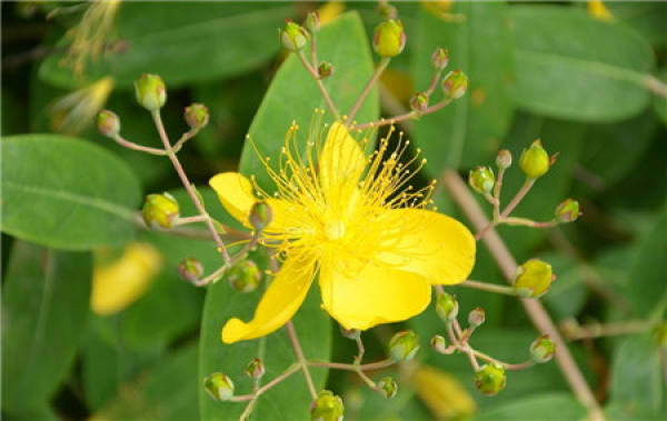 When does the goldenrod flower?