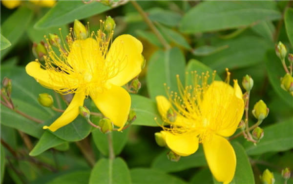 When does the goldenrod flower?