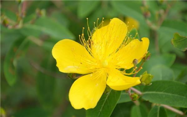When does the goldenrod flower?