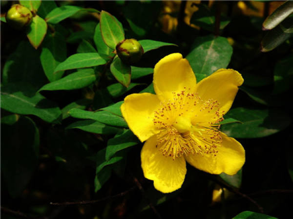When does the goldenrod flower?