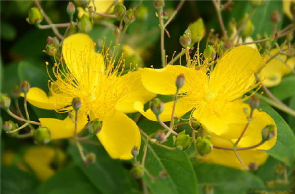 When does the goldenrod flower?