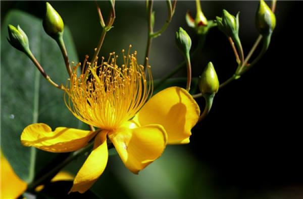 When does the goldenrod flower?